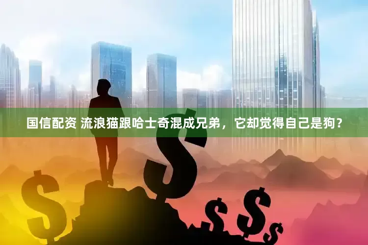 国信配资 流浪猫跟哈士奇混成兄弟，它却觉得自己是狗？